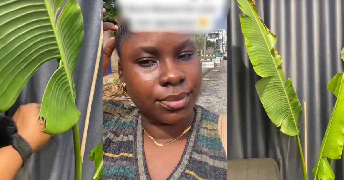 “Igi ogede” – Lady in awe as friend gifts her banana leaves as decor for new apartment  (VIDEO)