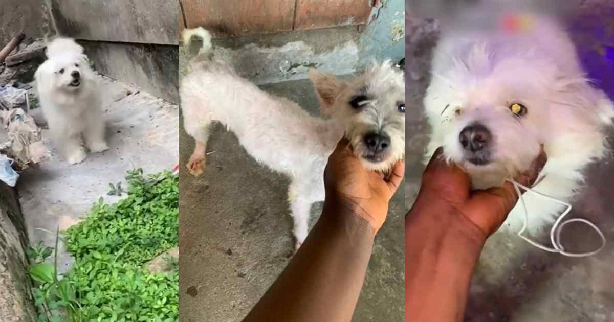 “I would have just travelled with my dog” – Nigerian lady sh0cked as friend trims her dog’s hair after 1-month staycation (VIDEO)