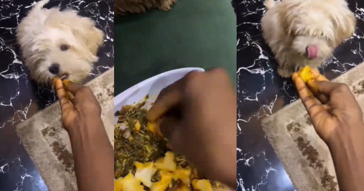 Pet dog enjoys ‘vegetable and pounded yam meal’ due to expensive dog food (WATCH)