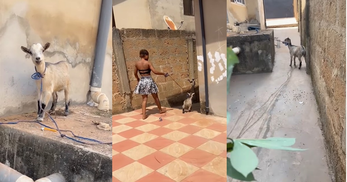 Lady discovers hidden talent for making goat sounds while feeding the animal on her mum’s request (WATCH)