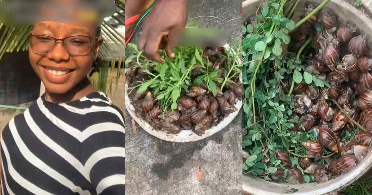 “My mum declares no buying of meat till further notice” – Lady reveals after harvesting 300 snails from their garden due to the heavy downpour (WATCH)