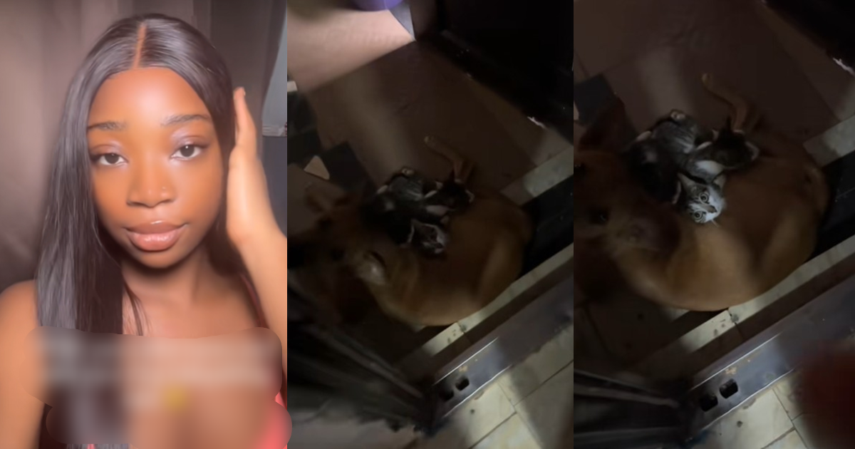 “I was sh0cked” – Lady amazed after discovering her dog babysitting cats (WATCH)