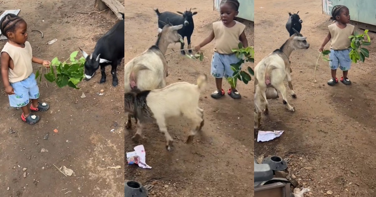 “He said fix your car, I’ll fix the goat’s hunger” – Nigerian mother stúnned after her toddler fed random goats at the mechanic’s workshop like he owned a farm (VIDEO)