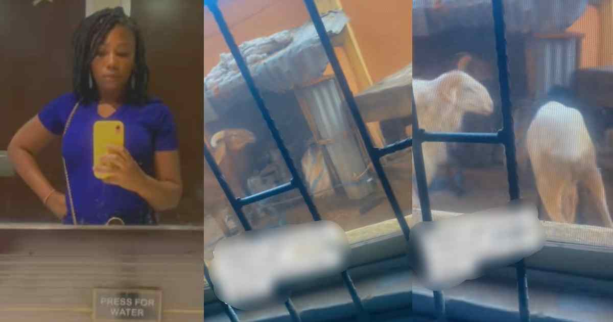 “From bad smell to them fight!ng” –  Lady complains of sleepless nights as her landlord stores Ileya rams behind her window (VIDEO)