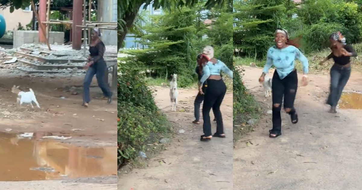 “They thought it was a good idea to tr0uble a baby goat” – Man shares how a goat charged at his homegirls during their hangout (WATCH)