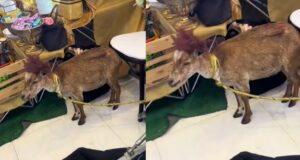 “Is the ribbon necessary?” – Netizens react after spotting a decorated goat at a wedding reception (Watch)