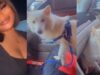 Drama unfolds in a car as pet dog refuses to vacate the front seat for the owner’s sister (Watch)