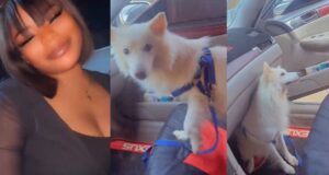 Drama unfolds in a car as pet dog refuses to vacate the front seat for the owner’s sister (Watch)