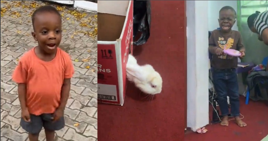 Little boy breaks down in tears after touching rabbit despite asking to start an animal farm (Video)