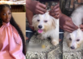 Lady shares how her mum braided her dog’s hair to keep it out of its eyes (VIDEO)