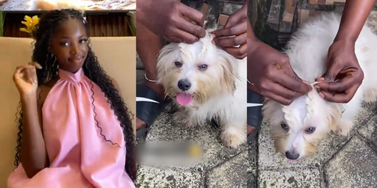  Lady shares how her mum braided her dog’s hair to keep it out of its eyes (VIDEO)