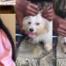 Lady shares how her mum braided her dog’s hair to keep it out of its eyes (VIDEO)