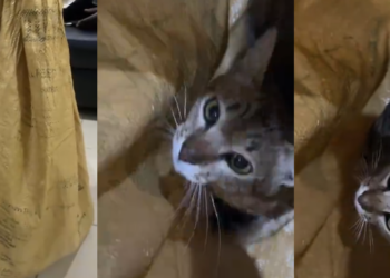 Veterinary doctor stunned as man brings cat to clinic in large sack (WATCH)