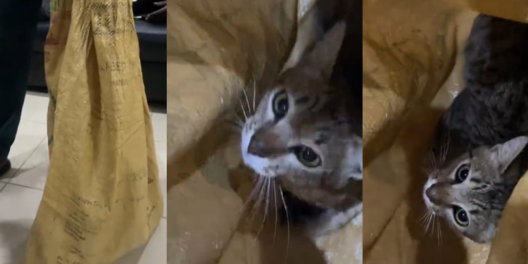 Veterinary doctor stunned as man brings cat to clinic in large sack (WATCH)