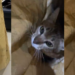 Veterinary doctor stunned as man brings cat to clinic in large sack (WATCH)